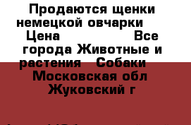 Продаются щенки немецкой овчарки!!! › Цена ­ 6000-8000 - Все города Животные и растения » Собаки   . Московская обл.,Жуковский г.